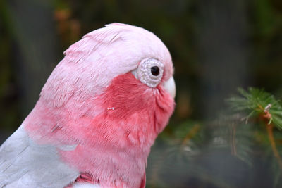 Close-up of a parrot