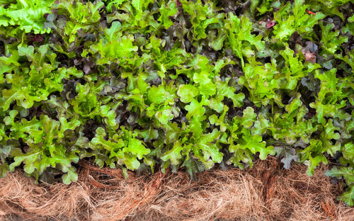 Full frame shot of ivy growing on land