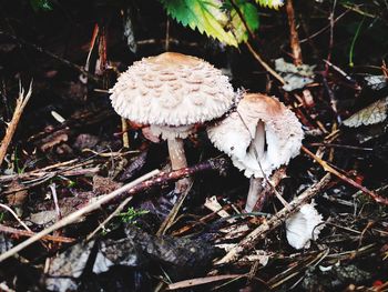 Close-up of mushroom growing on field