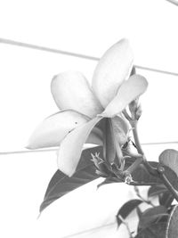 Close-up of plant