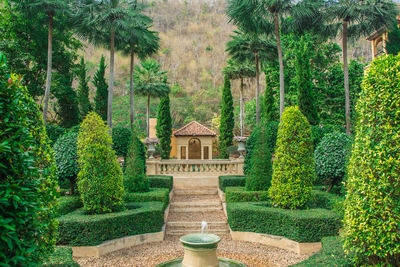 Trees and plants in garden