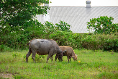 Buffalo standing on field