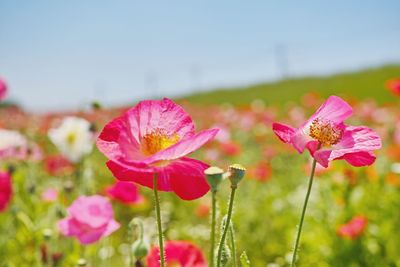 Close-up of pink flowers blooming on field