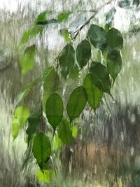 Close-up of raindrops on plants