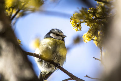 Low angle view of bird perching on tree