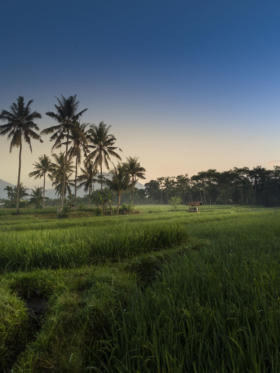 plant, landscape, environment, tree, sky, land, grass, nature, field, palm tree, tropical climate, paddy field, agriculture, horizon, natural environment, scenics - nature, beauty in nature, crop, plain, rural scene, growth, rice, green, no people, rice paddy, sunset, rural area, tranquility, outdoors, coconut palm tree, social issues, food and drink, blue, farm, cloud, clear sky, food, sunlight, travel, tranquil scene, travel destinations, cereal plant, environmental conservation, hill, leaf, grassland, prairie, flower, twilight, savanna