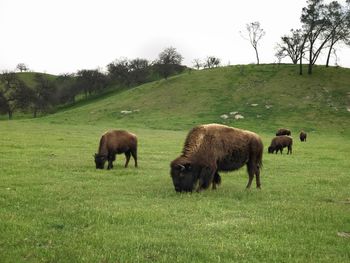 Horses grazing on field against sky