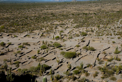 Aerial view of plants on land