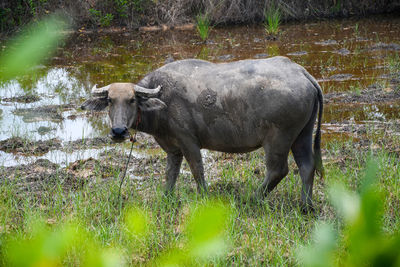 Buffalo standing on field