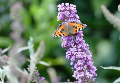 Close-up of butterfly pollinating on purple flower