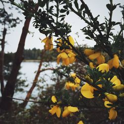 Low angle view of yellow tree against sky