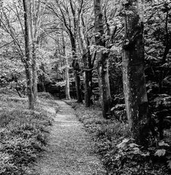 Trees growing in forest