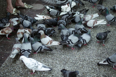 High angle view of pigeons feeding on footpath