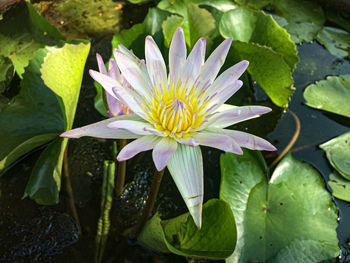 Close-up of water lily amidst leaves in lake