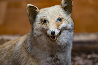 Close-up portrait of dog sticking out tongue outdoors
