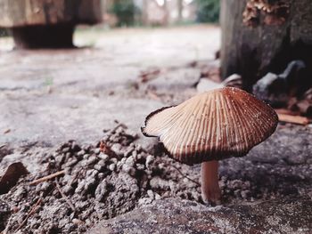 Close-up of mushroom growing on field