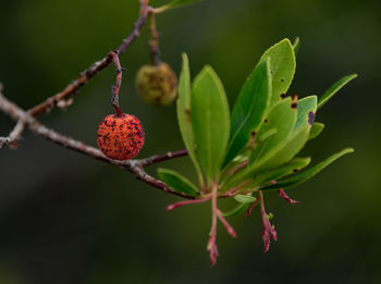 Close-up of berry growing on tree