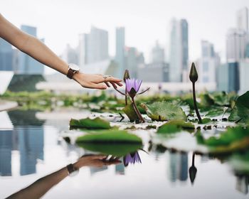 Woman touching a water lily against city landscape