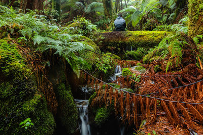 Scenic view of waterfall in forest