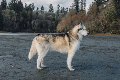 Siberian husky dog on gray beach