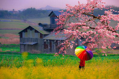 Asian female tourists visit the yellow flower fields with cherry blossoms in full bloom