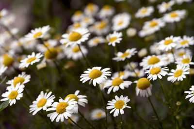 Close-up of white daisy flowers