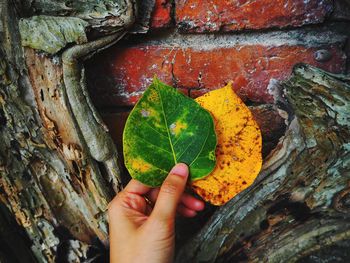 Close-up of hand holding leaves