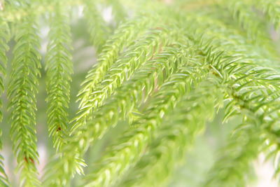 Close-up of green leaves