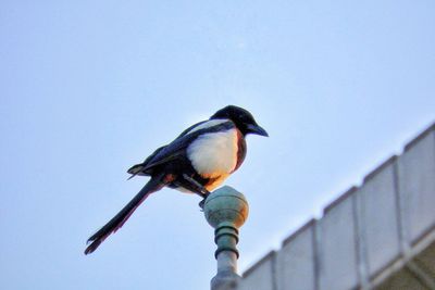 Low angle view of bird perching on pole against clear sky