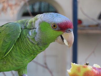 Close-up of parrot perching