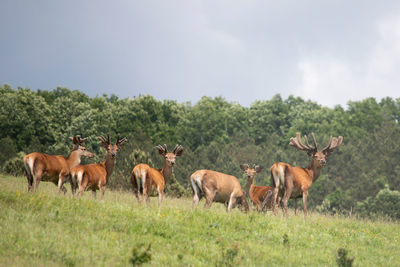 Horses in a field