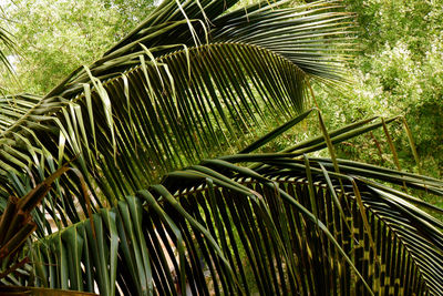 Close-up of palm tree leaves