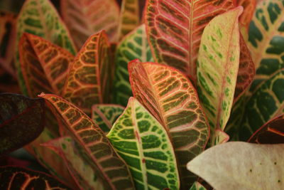 Full frame shot of leaves