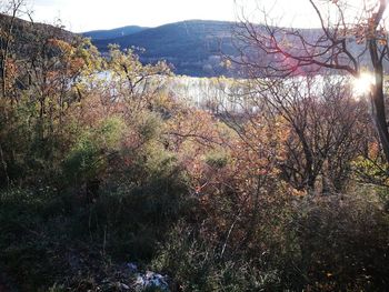 Scenic view of forest against sky during autumn