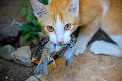 High angle view portrait of cat by outdoors