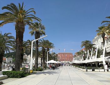 Palm trees in city against clear blue sky