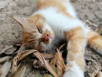 Close-up of cat sleeping