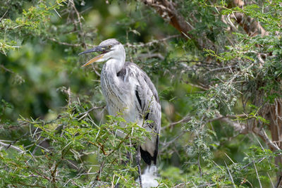 High angle view of gray heron perching on tree