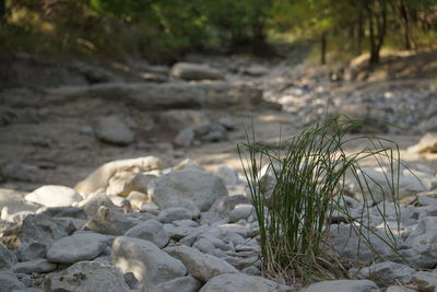 Plants growing on rocks