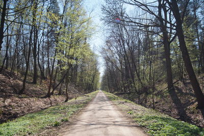 Road amidst trees in forest