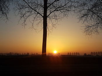 Silhouette trees against sky during sunset