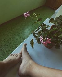 High angle view of person hand by white flowering plants on table