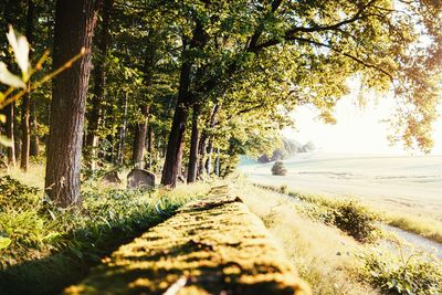 Surface level of road amidst trees