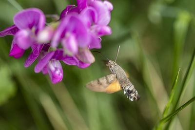 Close-up of butterfly pollinating on flower