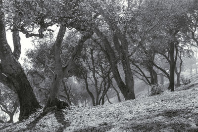 Trees on field in forest