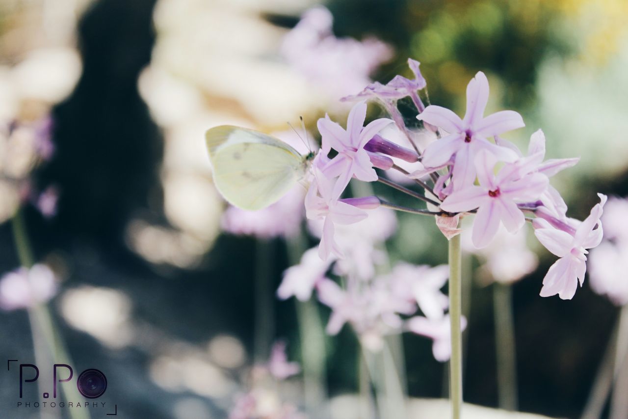 CLOSE-UP OF FLOWERS BLOOMING