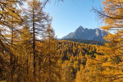 Scenic view of forest against sky during autumn