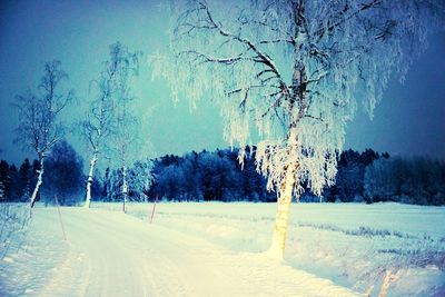 Bare trees on snow covered field
