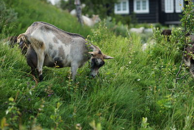 View of an animal on field