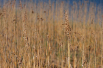 Close-up of plant growing on field